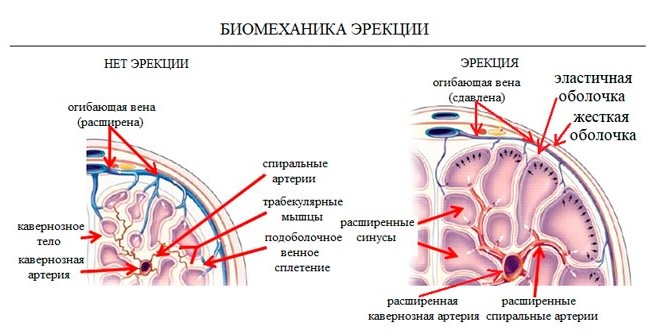 Физиологический механизм развития эрекции