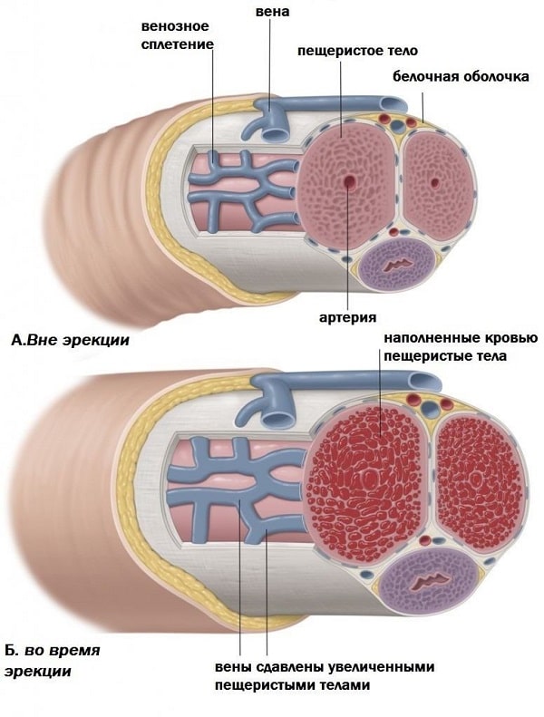 Нормальная эрекция