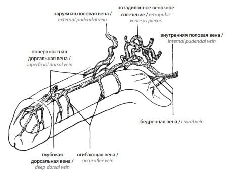 Венозная утечка